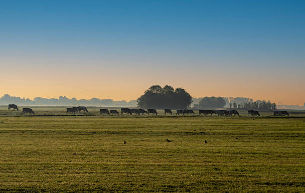 istock Cows in the morning. 2214071951