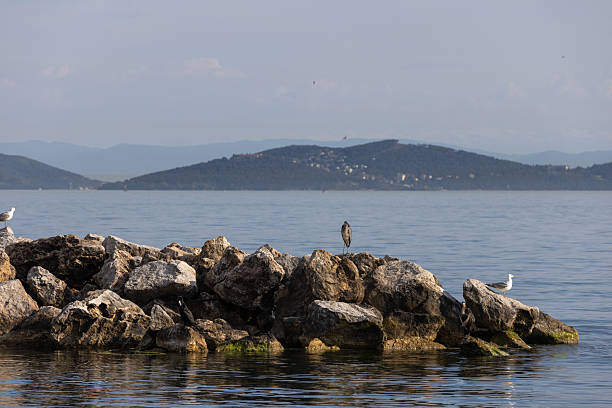 Birds are standing on rocks, Marmara sea, Island view.