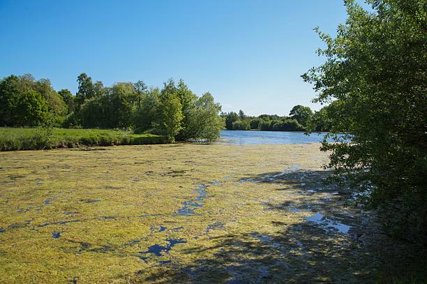 istock Duckweed covering lake surface in summer, creating green landscape 2214072234