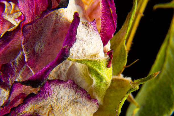 Dried pink rose. Single dried rose bud macro shot with detailed texture.