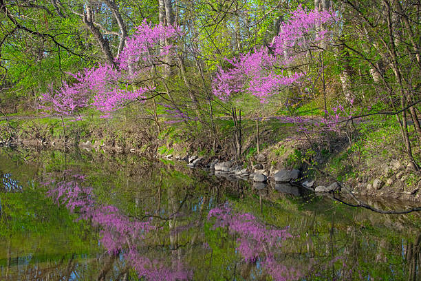 istock Redbud Trees reflected in a small creek-Howard County, Indiana 2214072492