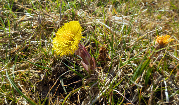 istock New nature in the Netherlands 2214074802