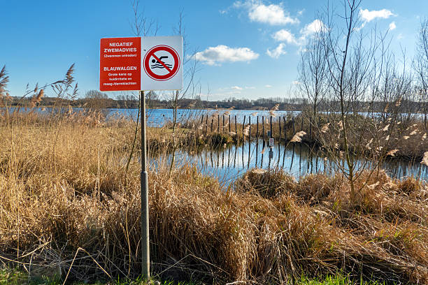 istock New nature in the Netherlands 2214075326