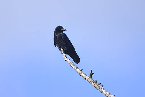 istock raven on a bare tree looking to the right, crow on a dead tree, bright blue sky, black raven on a high branch, corvus in sunny weather, corvus from the side 2214077875