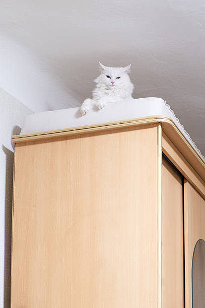 istock White Cat Perched on Wardrobe Observing Room Quietly 2214078031