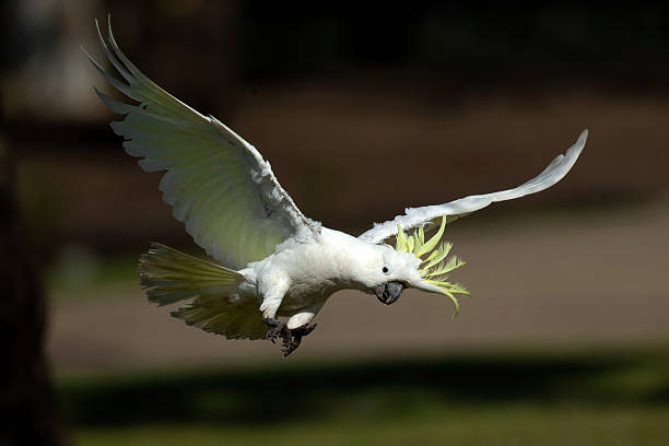 istock Sulphur-crested Cockatoo (Cacatua galerita) 2214078573