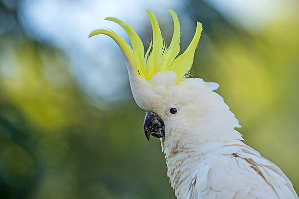 istock Sulphur-crested Cockatoo (Cacatua galerita) 2214078597