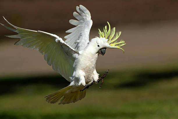 istock Sulphur-crested Cockatoo (Cacatua galerita) 2214078916