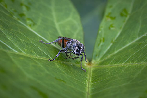 A Liris subtessellatus on a leaf, in its natural environment in the jungle of Sidemen, Indonesia.