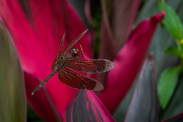 An Indonesian Red-winged Dragonfly or Straight-edge Red Parasol  in the rain forest of Sidemen, Bali, Indonesia.