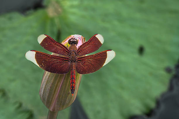 An Indonesian Red-winged Dragonfly or Straight-edge Red Parasol  in the rain forest of Sidemen, Bali, Indonesia.