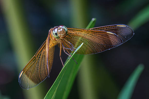 An Indonesian Red-winged Dragonfly or Straight-edge Red Parasol  in the rain forest of Sidemen, Bali, Indonesia.