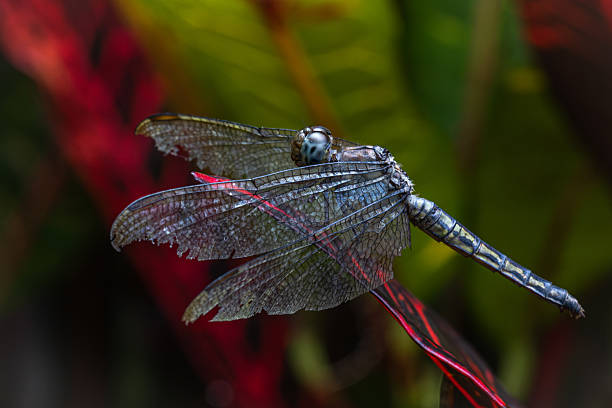 Macro photograph of a dragonfly on a plant. Insects and wildlife concept.Photograph where you can see parts of the body of a dragonfly taken with a macro lens. The dragonfly is resting on some green leaves.
