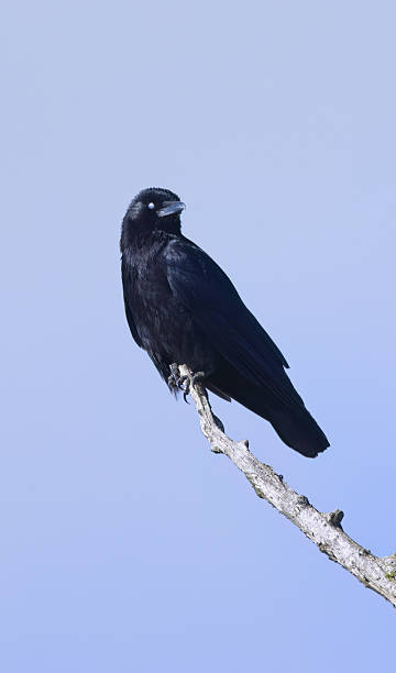 istock common raven on a bare tree vertical, crow on a dead tree upright, bright blue sky, black raven on a high branch, Nictitating membrane raven, corvus in sunny weather, corvus from the side 2214079540