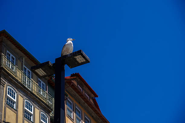 Perched Sea gull in the streets of Porto (Portugal).