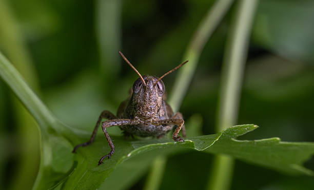 istock Grasshopper, Stenocatantops cornelii, Catantopinae, Acrididae, Caelifera, Orthoptera. 2214081807