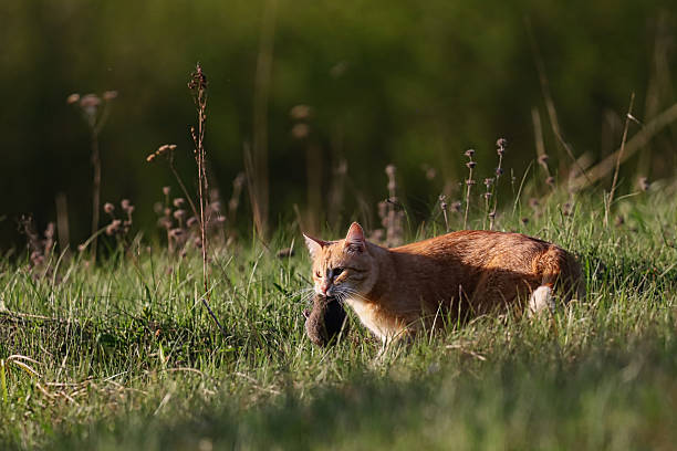 istock Country cat with a hunted rodent. 2214081995