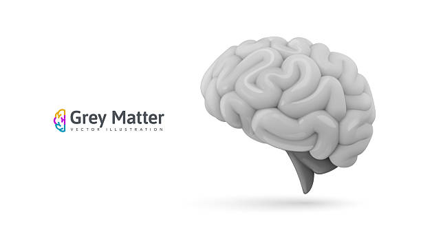 istock Realistic Monochrome Human Brain with Grey Matter on White Background. Perfect for Medical, Science, and Technology Projects. Vector Illustration. 2214082344