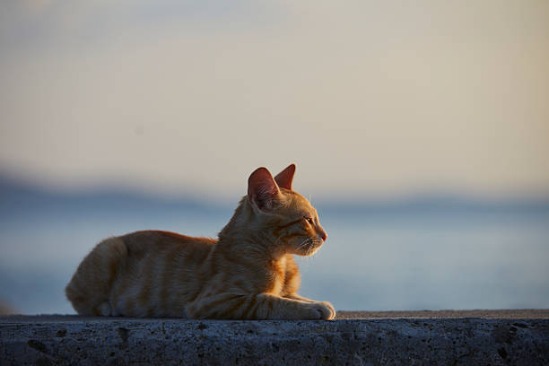 lonely ginger baby cat sitting over concrete wall near the seaside and looking