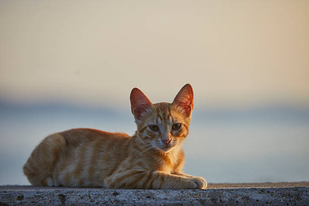 istock stray kitten sitting near sea at sunset 2214082414
