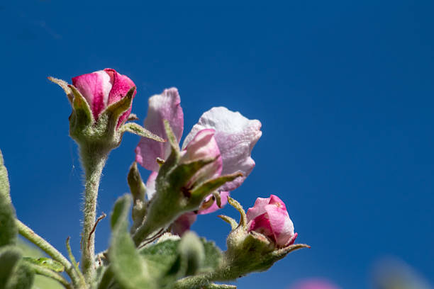 The image shows blooming buds, presumably apple trees against a blue sky. The flowers are pink and white, and the leaves are green.