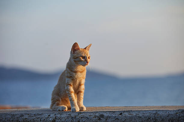 lonely ginger baby cat sitting over concrete wall near the seaside and looking