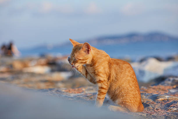 lonely ginger baby cat sitting over concrete wall near the seaside and looking