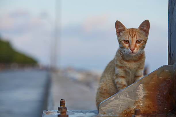 lonely ginger baby cat sitting over concrete wall near the seaside and looking