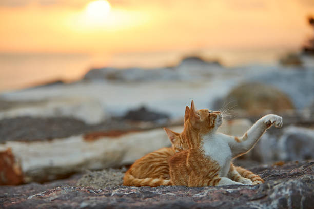 istock photo series of stray kitten resting 2214083551