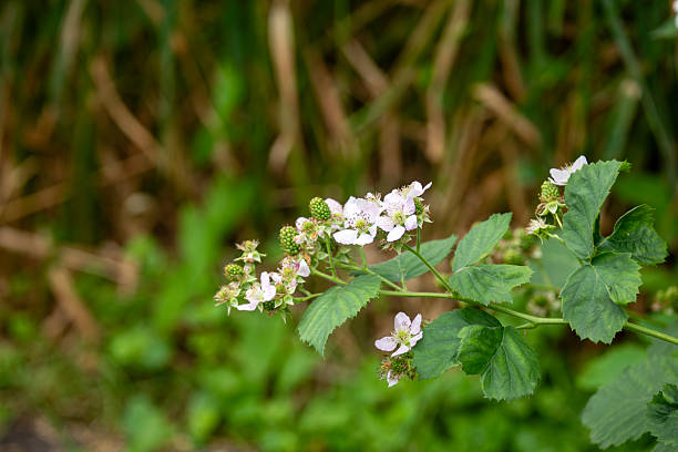 istock Flowering blackberry bushes with fruit forming. 2214083920