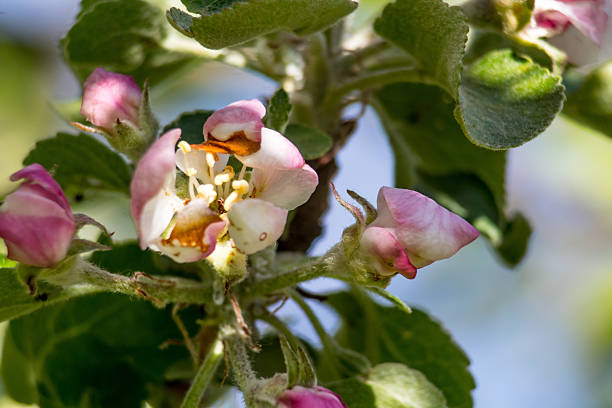 The image shows blooming pink buds and flowers on a tree branch surrounded by green leaves. The flowers are a delicate shade and covered with a light down. The leaves have a textured surface and a bright green color. The background is blurry, which draws attention to the colors.