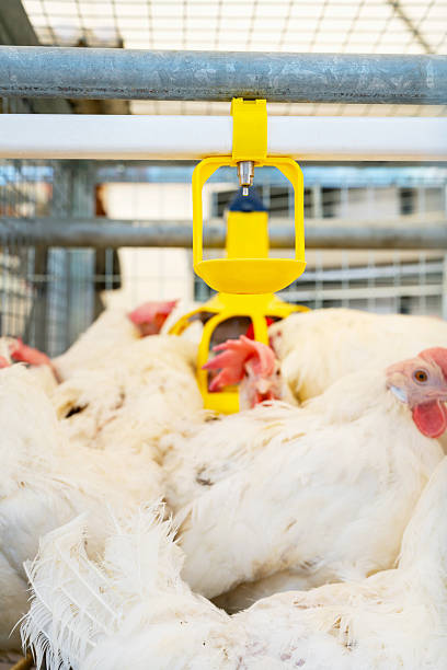 Yellow drinker system for chickens in commercial poultry farm