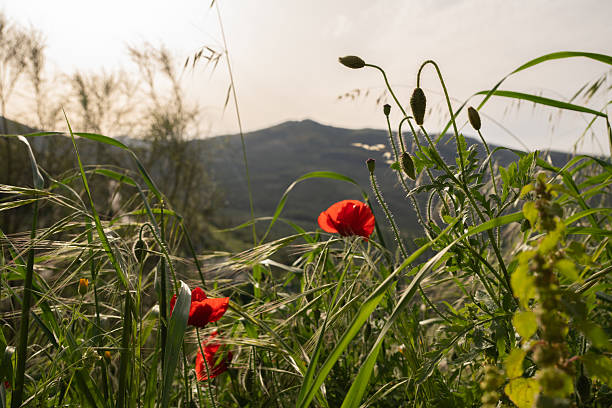 A breathtaking view of the Tuscan landscape near Pienza, featuring vibrant fields of flowering oilseed rape and red poppies. In the background, a traditional farmhouse adds a charming touch to the picturesque scene. The image captures the essence of a sunny spring or summer day in Val d'Orcia, with its rolling hills and rich tapestry of colors, highlighting the natural beauty of rural Italia