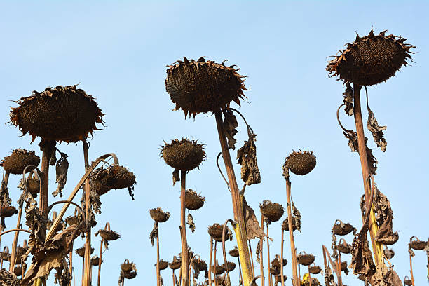 istock In the field ripe sunflower 2214090842