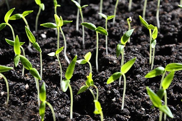 istock Stairs sweet pepper seedlings 2214090978