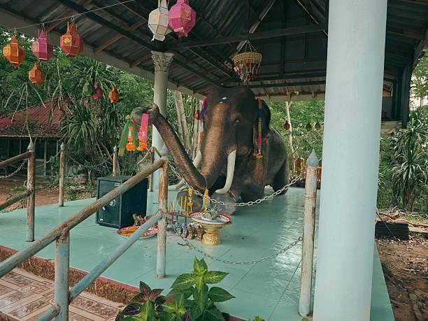 Wat Chang Mob is a peaceful Buddhist temple located near the Thai–Cambodian border in Surin Province, Thailand. Despite having no residing monks, the temple is well-kept by the local villagers and serves as a serene place for spiritual retreat and cultural reflection.