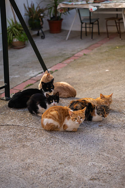 istock cats resting on ground near rural house 2214091147