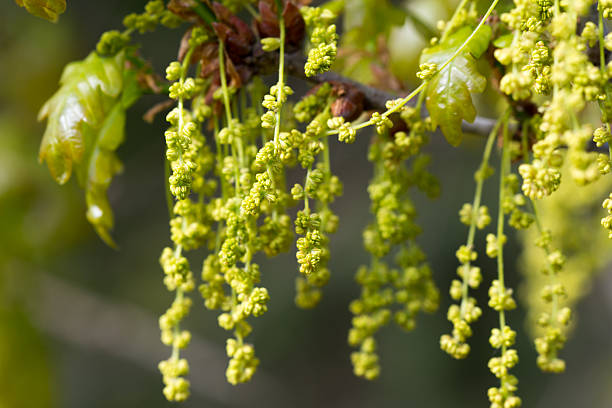 Turkey oak - Quercus cerris L.