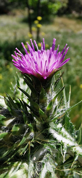 istock wild thistle in the middle of the field 2214091364
