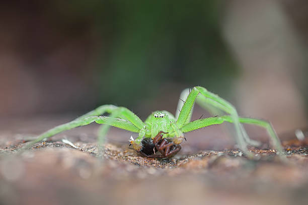 istock Green huntsman Micrommata virescens 2214091619