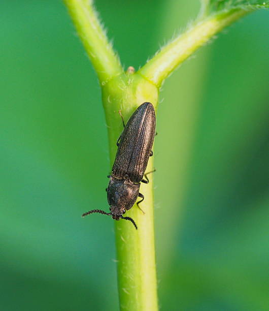 istock Cidnopus pilosus on a branch 2214091973