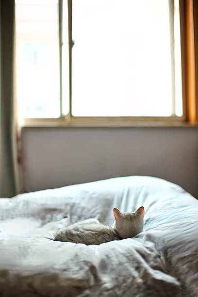 A cat lazily lying on the bed looking out the window