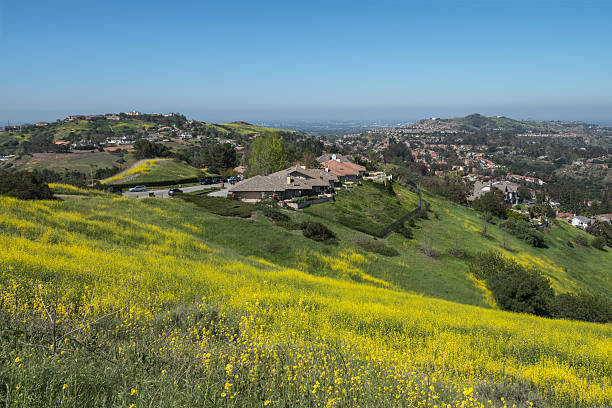 Wildflower hillside near the suburban Anaheim Hills community in Orange County California.