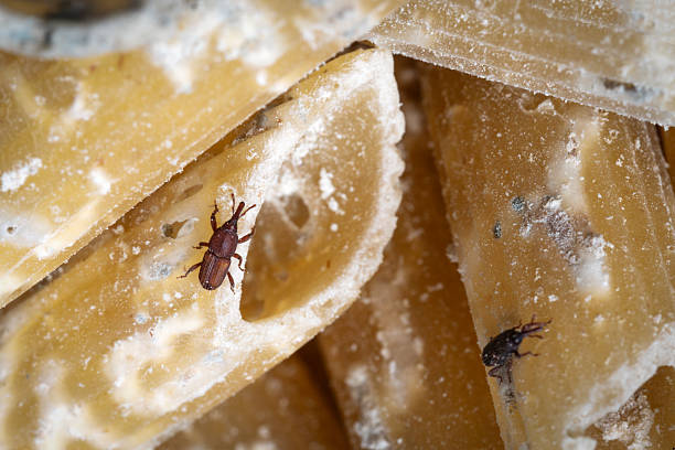 istock Granary pest rice weevil on spoiled uncooked pasta macro 2214093689