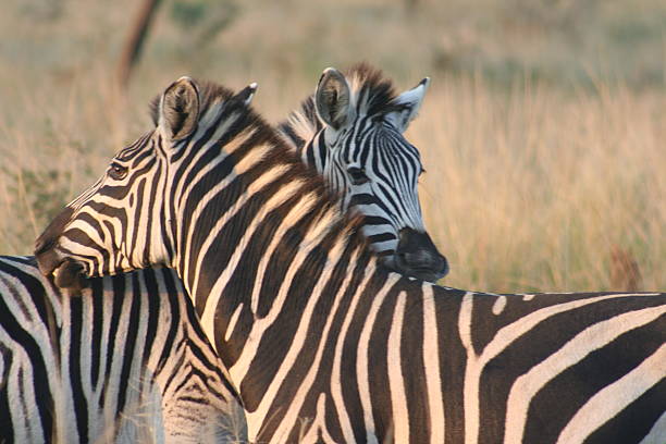 istock Zebras on the savanna 2214093812