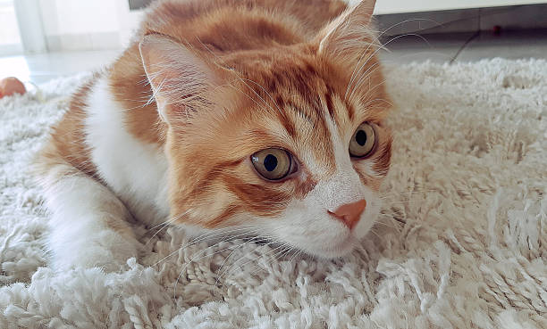 Domestic cat on alert playing on the carpet.