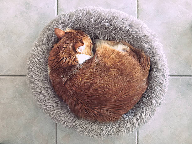 High-angle view of a large domestic red hairy cat curled up in its bed