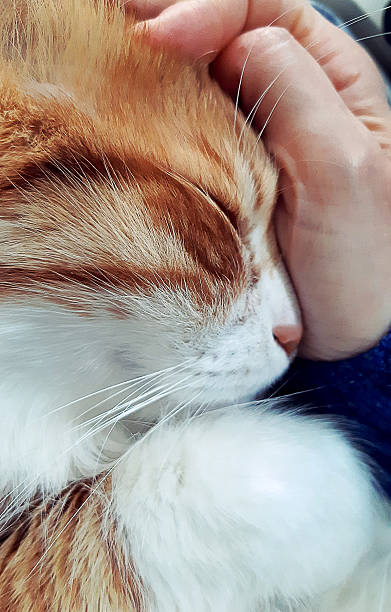 istock Hairy domestic cat sleeping over a human's hand 2214094636