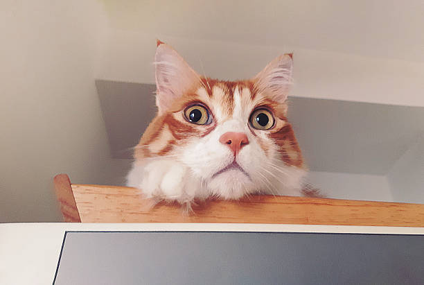 Portrait of a red and white domestic cat with a funny expression on its face.