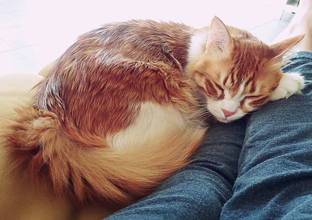 Domestic hairy red cat sleeping, curled up,  over its human's legs.